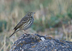 Tree Pipit