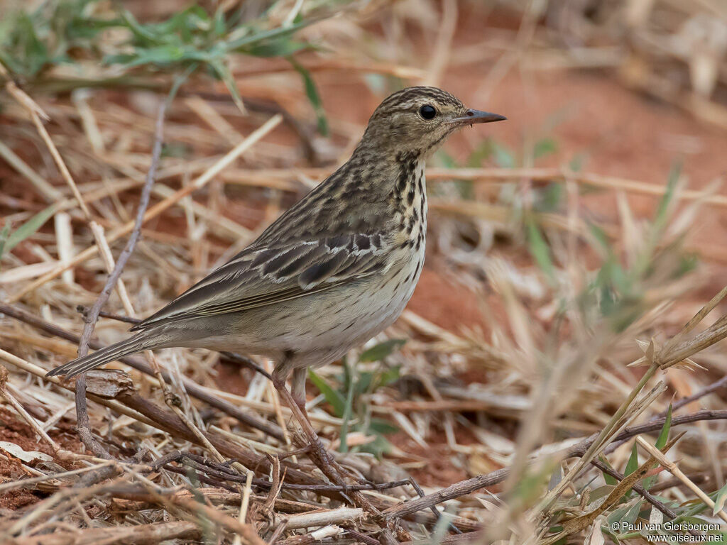 Pipit des arbresadulte