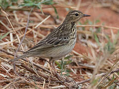 Tree Pipit