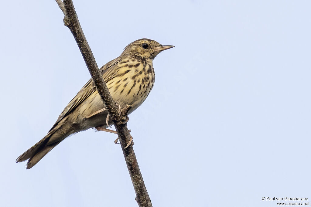 Tree Pipit