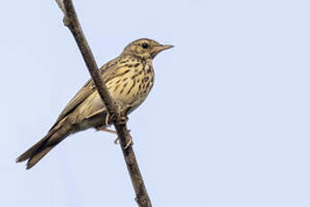 Pipit des arbres