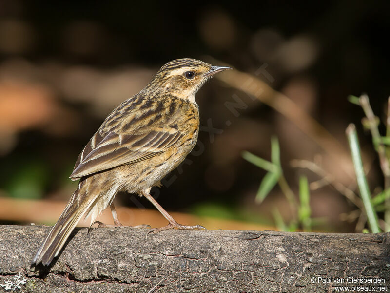 Pipit des Nilgiriadulte