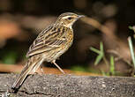 Pipit des Nilgiri