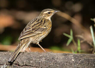 Pipit des Nilgiri