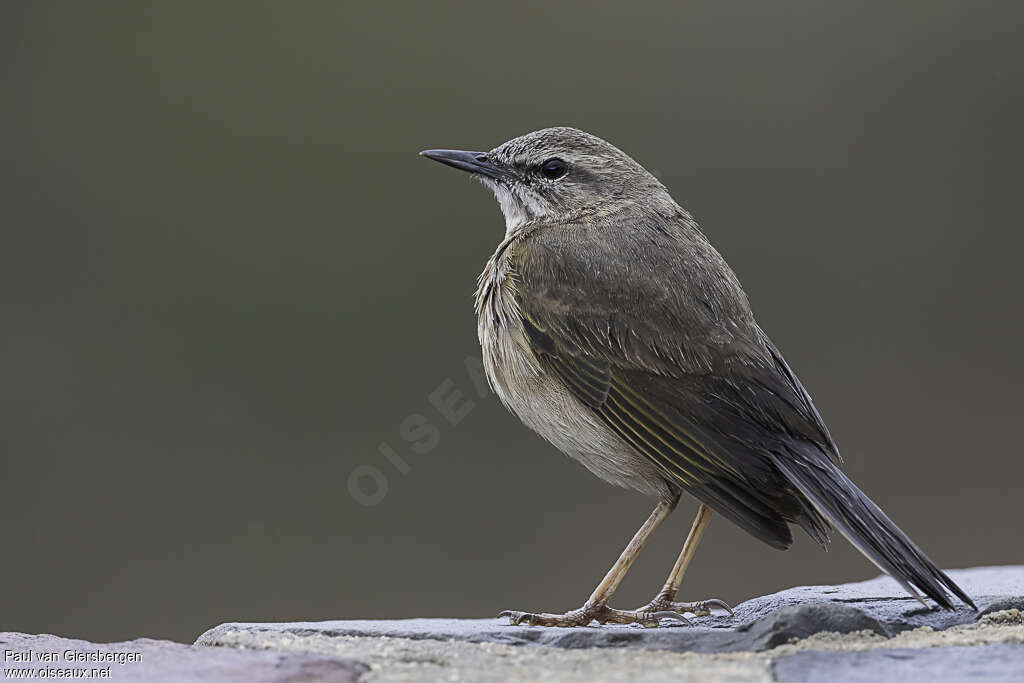 Pipit des rochersadulte