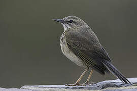 African Rock Pipit