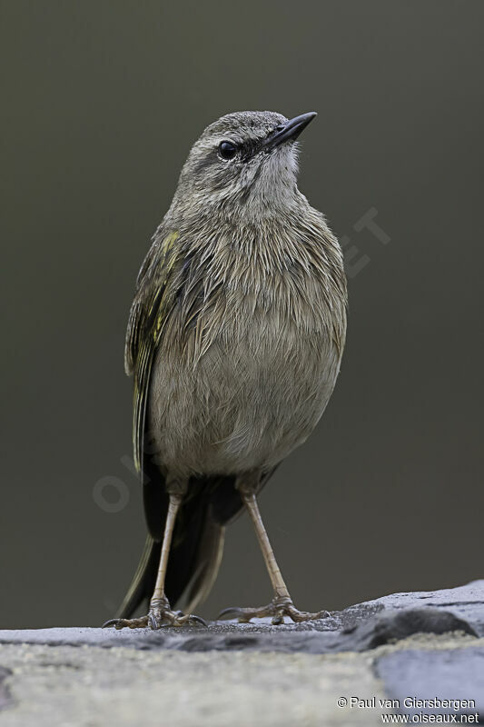 Pipit des rochersadulte