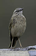 African Rock Pipit