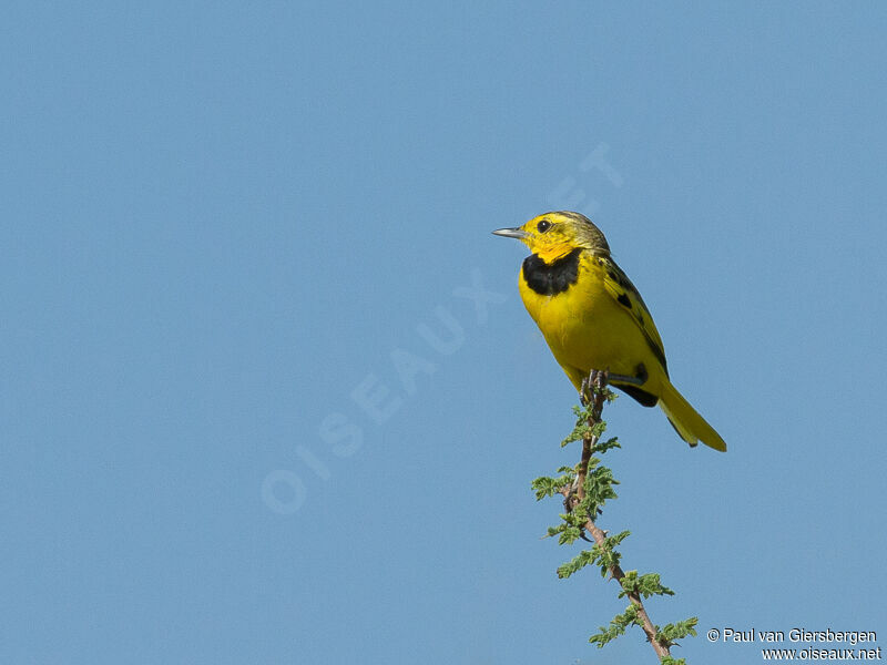 Golden Pipit