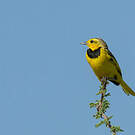 Pipit doré