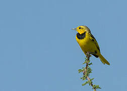 Golden Pipit