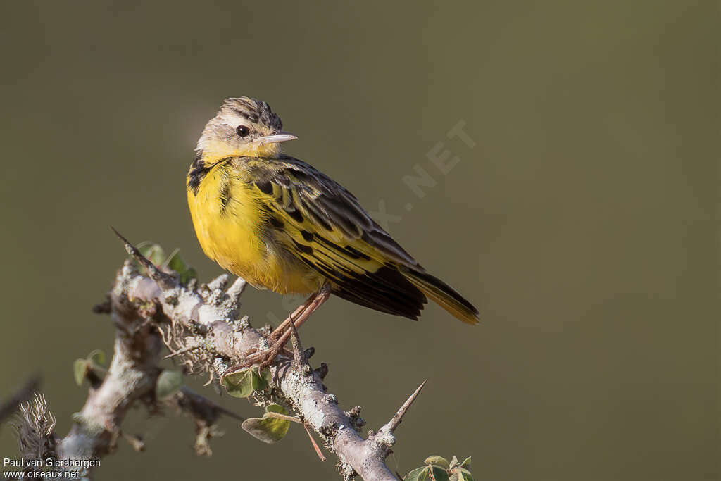 Golden Pipit male subadult, identification