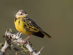 Golden Pipit