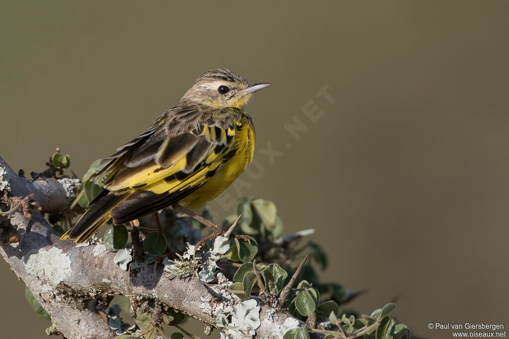 Golden Pipitadult