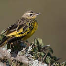 Pipit doré