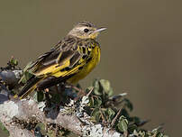 Pipit doré