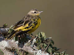 Golden Pipit