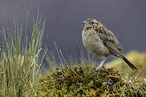 Pipit du paramo