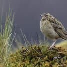 Pipit du paramo