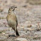 Pipit du Vaal