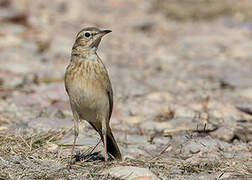 Pipit du Vaal