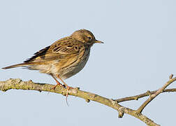 Meadow Pipit