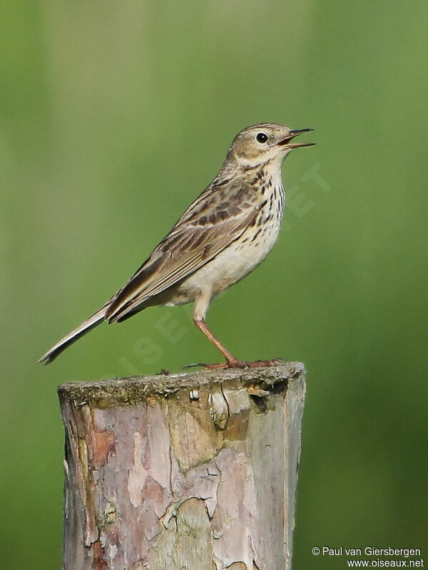 Pipit farlouse