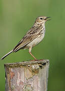 Meadow Pipit