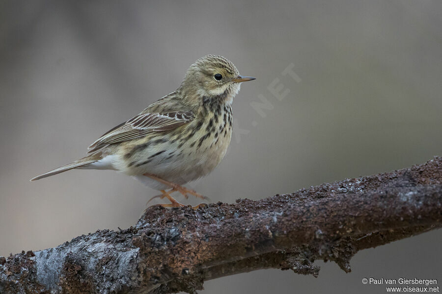 Pipit farlouseadulte