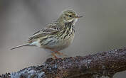 Pipit farlouse