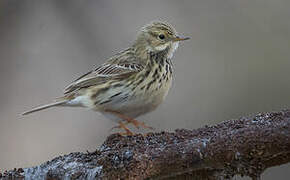 Pipit farlouse