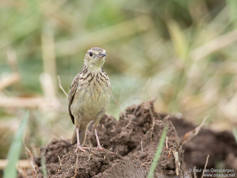 Pipit jaunâtre