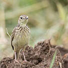 Pipit jaunâtre