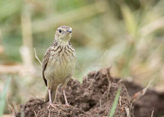 Pipit jaunâtre