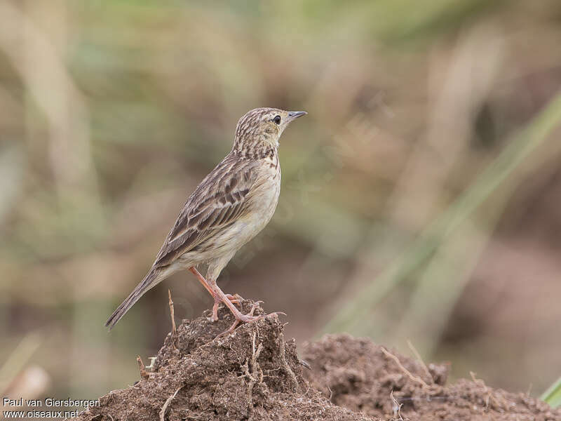 Pipit jaunâtreadulte, identification