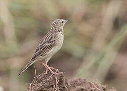 Yellowish Pipit