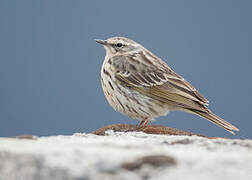 Rosy Pipit