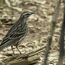 Pipit rosé