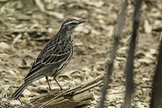 Pipit rosé