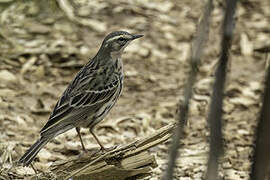 Rosy Pipit