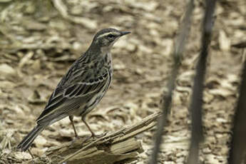 Pipit rosé