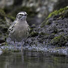 Pipit rosé
