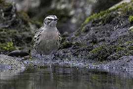 Rosy Pipit
