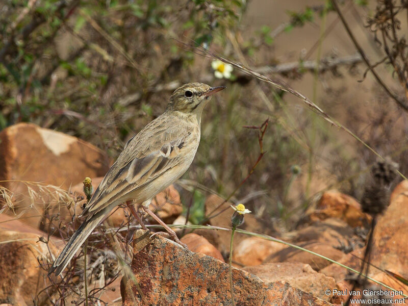 Pipit rousseline