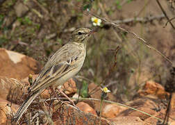 Tawny Pipit