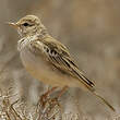 Pipit rousseline