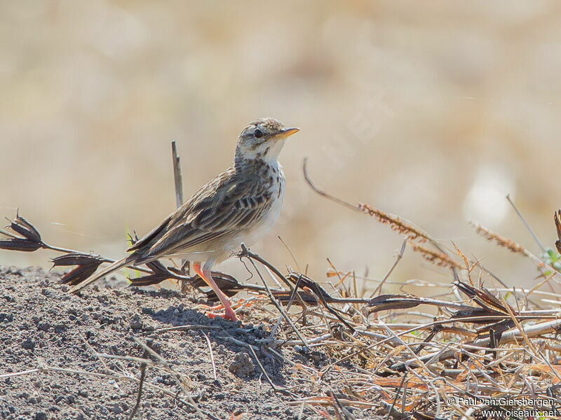 Paddyfield Pipit