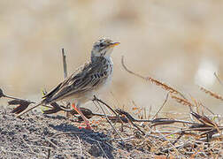 Paddyfield Pipit