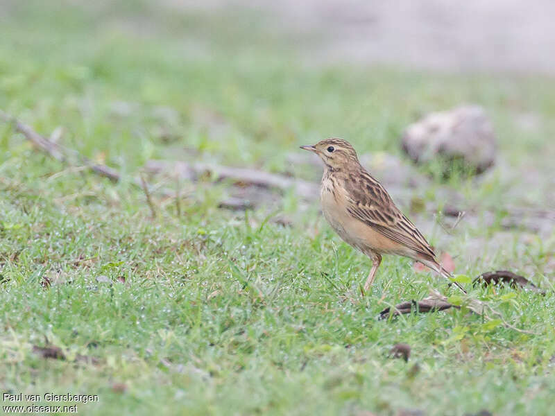 Pipit rousset, habitat, pigmentation