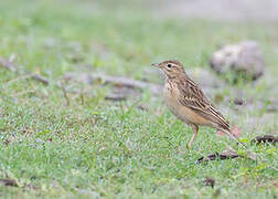 Paddyfield Pipit